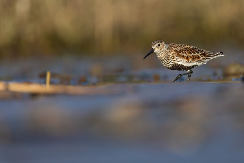 чернозобик, кулик, птицы Чернозобикphoto preview