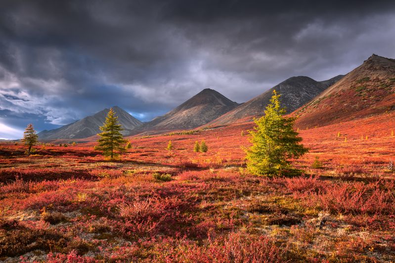 Три сестры... photo preview