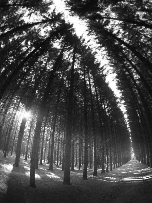 чб, пейзаж, лес, солнце, утро Однажды утром в сентябре.photo preview