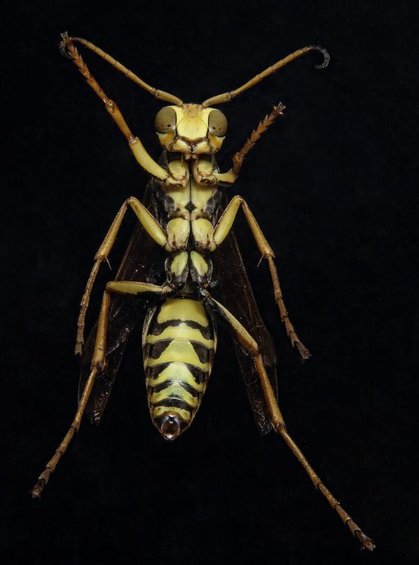 макрофото, макрофотографии, фотомакро, насекомые, макромир, макрофотограф, макроаддикт, макро_мир, naturelovers, naturelover, naturephotography, macrolove, macro_love, biodiversity, macrophotography, macro, macronature, entomology, arthropods, arthropod,  Let Me In !! фото превью