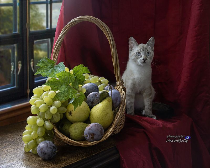 натюрморт, осень, фрукты, урожай, домашние животные, питомцы, любопытные котики Натюрморт с фруктовой корзиной и любопытными котикамиphoto preview
