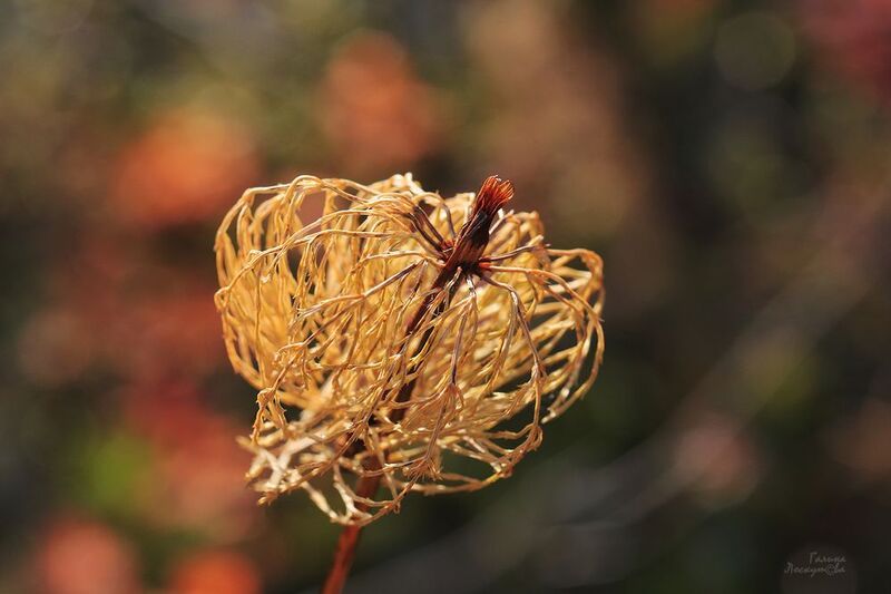 хвощ, осень, боке Осенний хвощphoto preview