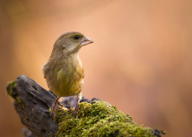 Chloris chlorisphoto preview