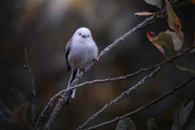 природа, лес, поля, огороды, животные, птицы, макро Глаза в глазаphoto preview