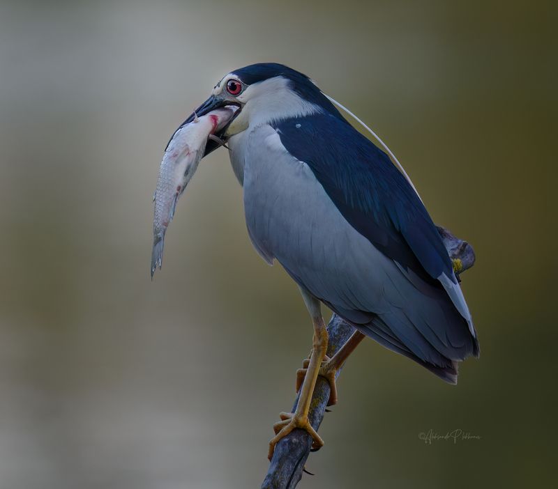 black-crowned, night, heron Добыча охотникаphoto preview