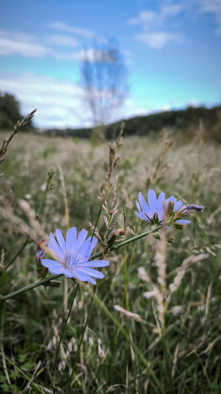 пейзаж, цикорий, небо Оттенки сентября.photo preview
