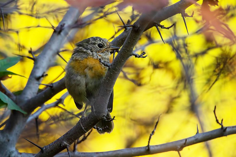 птица, осень В золоте и шипахphoto preview