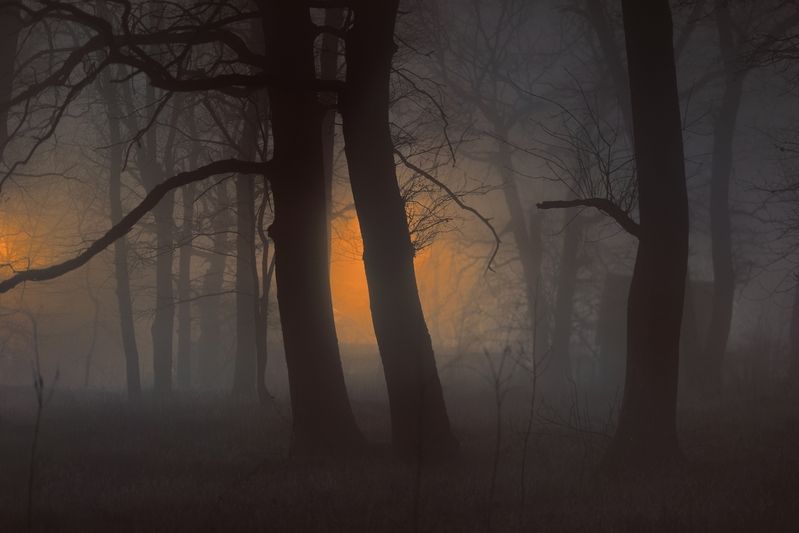 зима туман лес ночь Ночной туманphoto preview