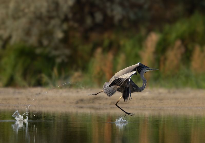 Серая цапляphoto preview