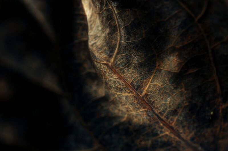 лист, гербарий, природа, сухой, фактура, текстура, свет Осенние фактурыphoto preview