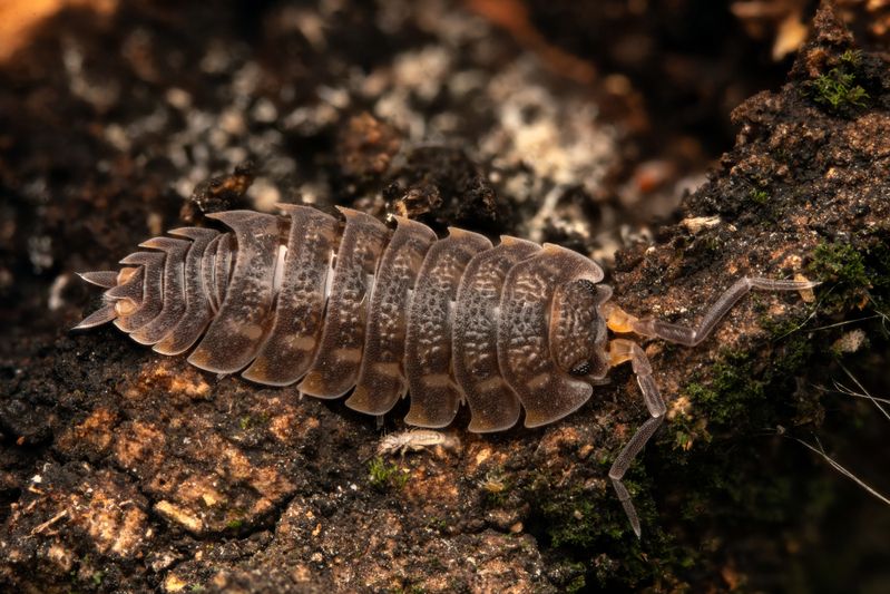 Trachelipodidaephoto preview