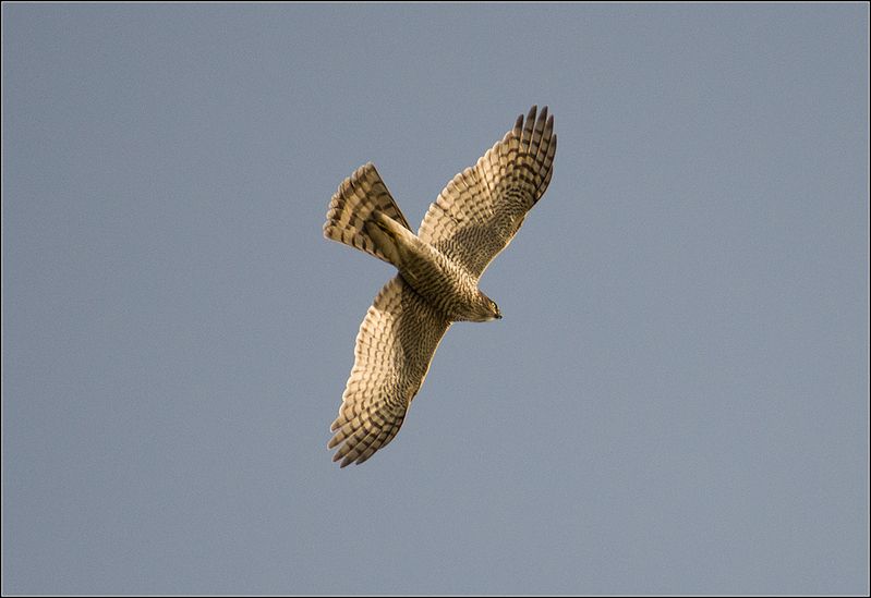 москва, сентябрь, парк, птица Ястреб-перепелятникphoto preview