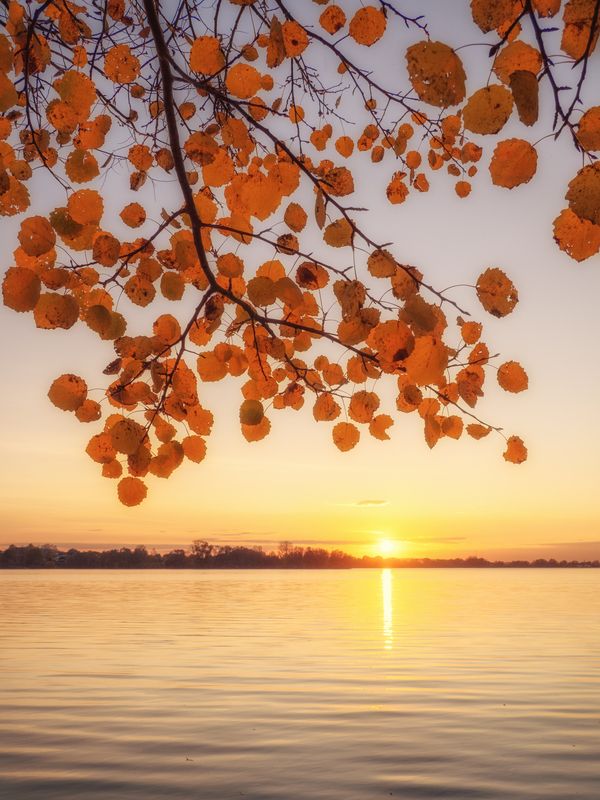 На закате под осинойphoto preview