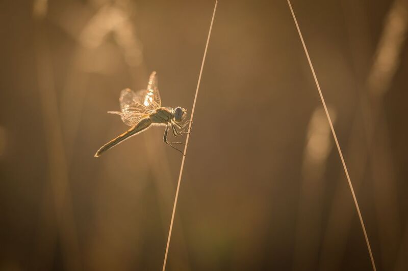 Утренний светphoto preview
