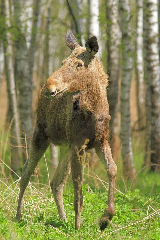 Лосикphoto preview