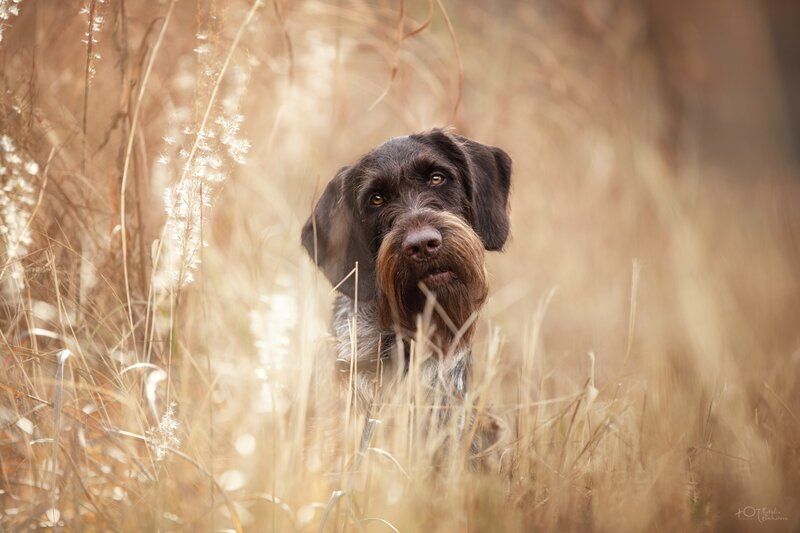 Милкаphoto preview