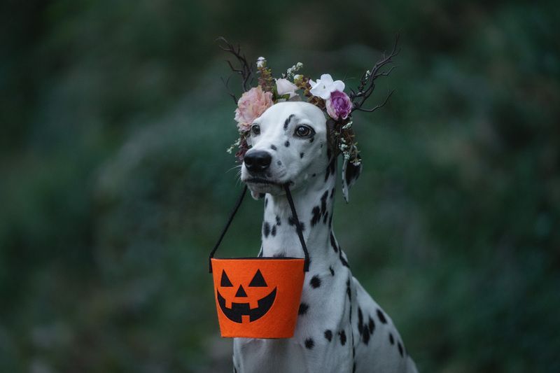 Trick or treatphoto preview