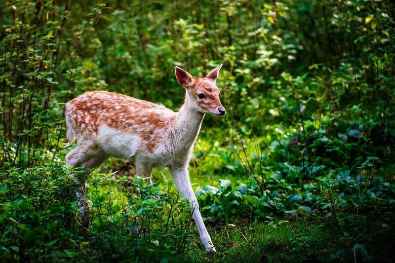 *** фото превью