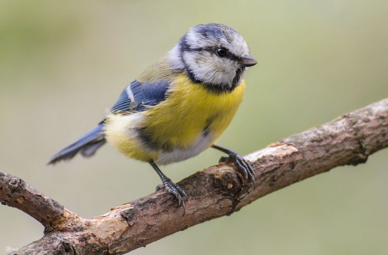 Лазоревкаphoto preview