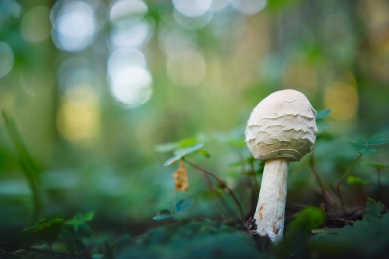 гриб Грибокphoto preview