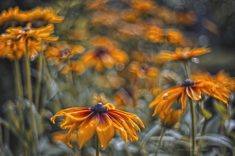 рудбекия, гелиос 44-2, helios 44 - 2 Рудбекия..photo preview