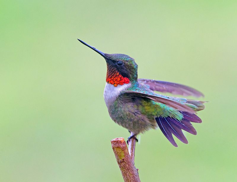 колибри,ruby-throated hummingbird, hummingbird Ruby-throated Hummingbird male - Рубиновогорлый Колибрphoto preview