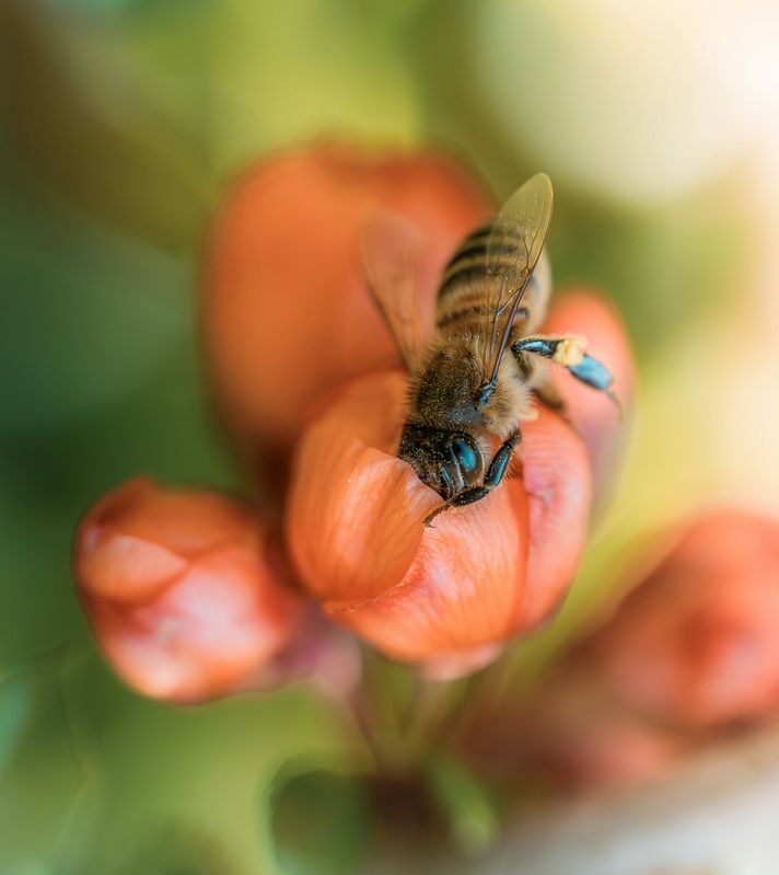 Пчела цветок лето Почти с головой в работе!photo preview