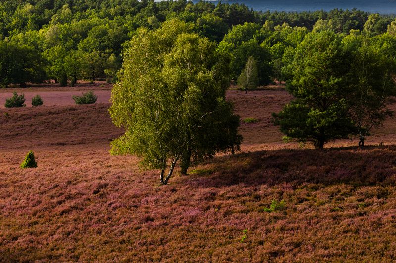 Lüneburg Heath, Germanyphoto preview