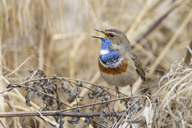 варакушка, птицы Варакушкаphoto preview