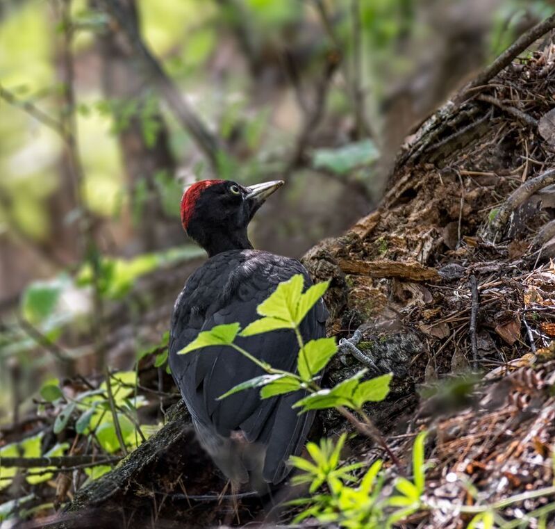 Желна (2 ФОТО)photo preview