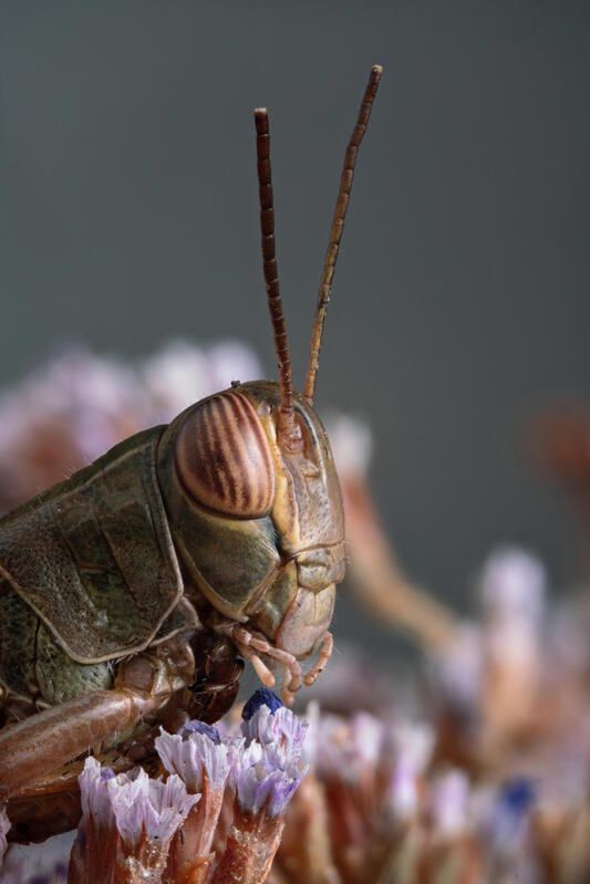 Acrididaephoto preview