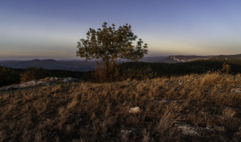 Россия, Крым, Бахчисарайский район, Голубинское сельское поселение, гора Бечку, Кабаний, Хамильский перевал, закат, дерево,  Одинокое дерево в закатных краскахphoto preview