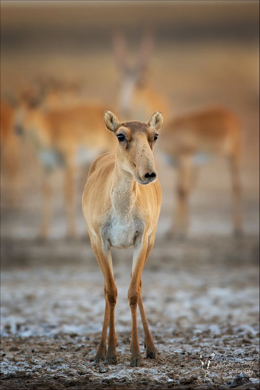 * * * фото превью