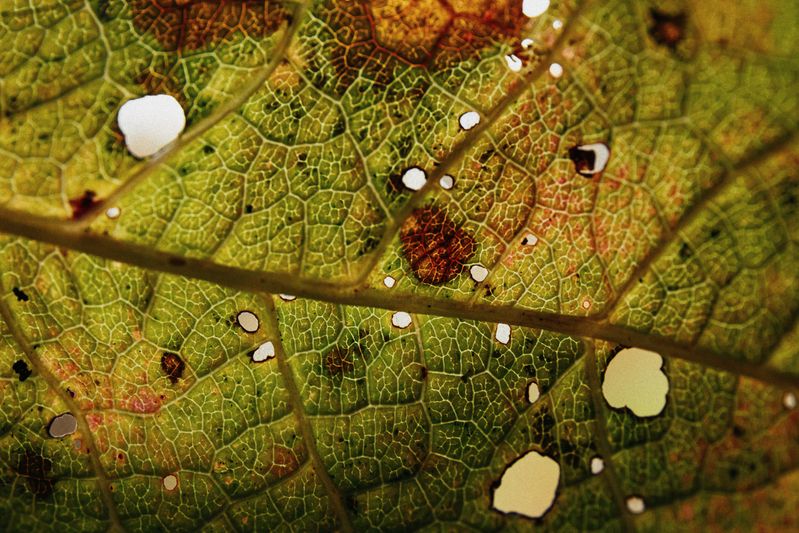 лист, осень, гербарий, природа, фактура, цвет, текстура, свет Осенние цветаphoto preview