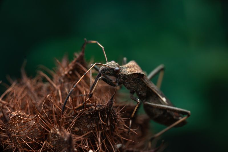 Megalotomus ornaticepsphoto preview