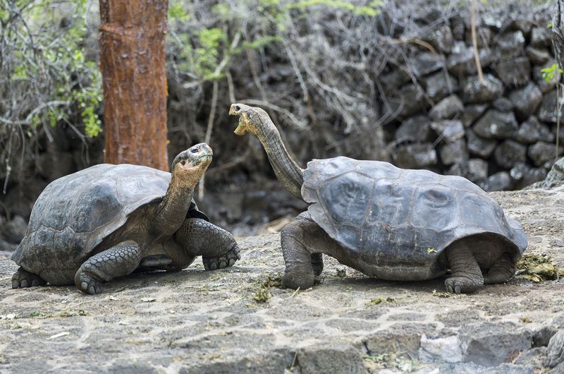 galapagos islands Выяснение отношенийphoto preview