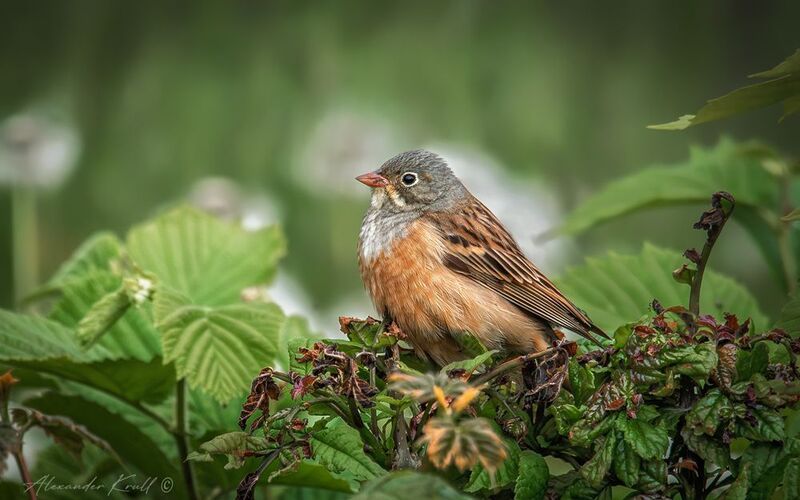 овсянка, садовая овсянка, emberiz hortulana Восседающаяphoto preview