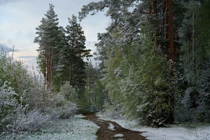 снег,весна,слякоть,подмосковье Майская свежестьphoto preview