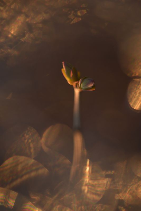 сирень, почки, весна, боке, блики, золотой Магия весныphoto preview