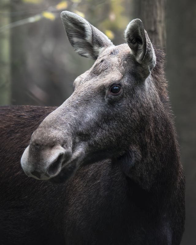 Европейский лось (Alces alces) photo preview