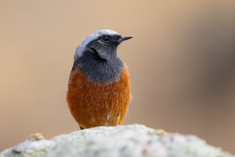 краснобрюхая горихвостка, птицы, горихвостка, алтай Краснобрюхая горихвосткаphoto preview