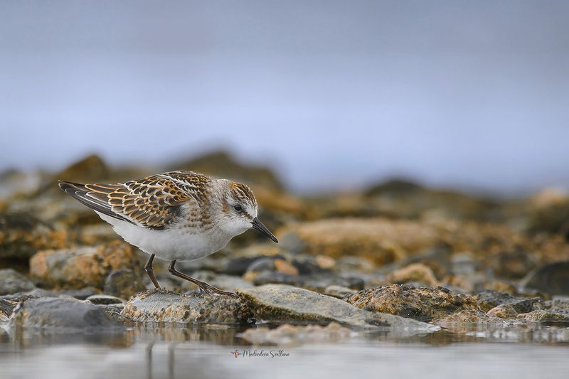 фотоохота, птица, кулики, осень, птицы, кулик-воробей Воробей...Кулик-воробей.photo preview