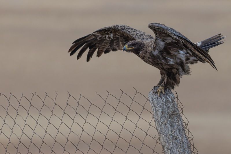 степной орел, орел, птицы, алтай Степной орелphoto preview