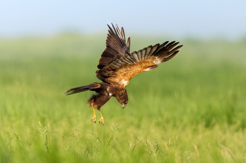 Болотный луньphoto preview