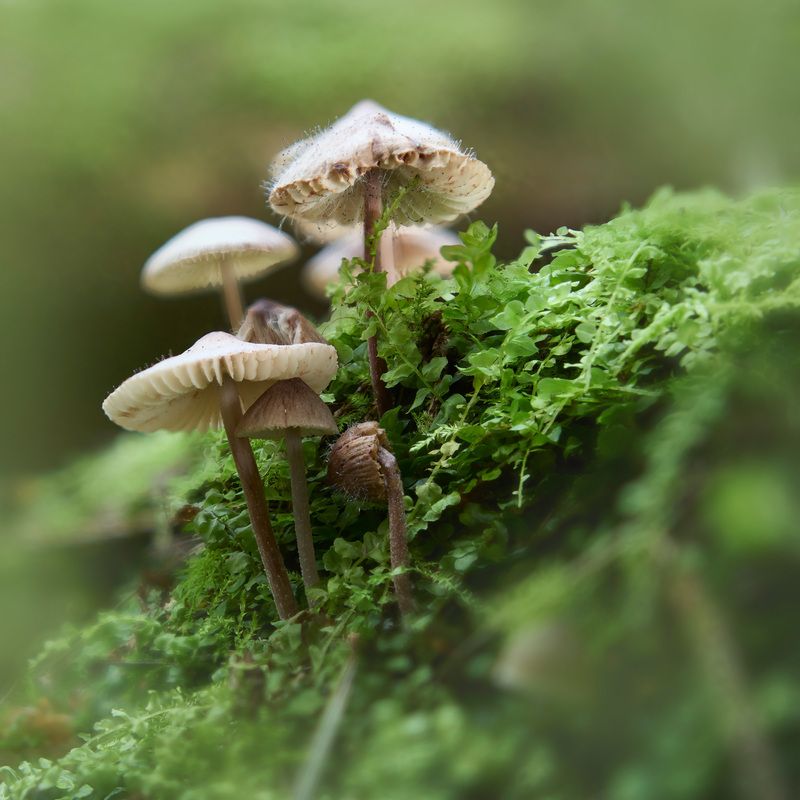 грибы, лес Грибочкиphoto preview