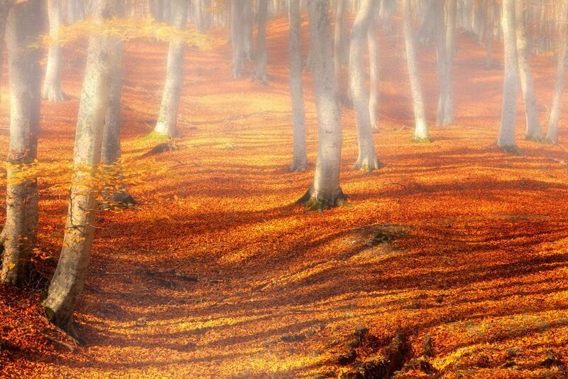 abashkin sergey, абашкин сергей, природа, forest, nature, пейзаж, бук, буковый лес, золотая осень,туман, солнце, осень, листва, осень Утро в буковом лесуphoto preview