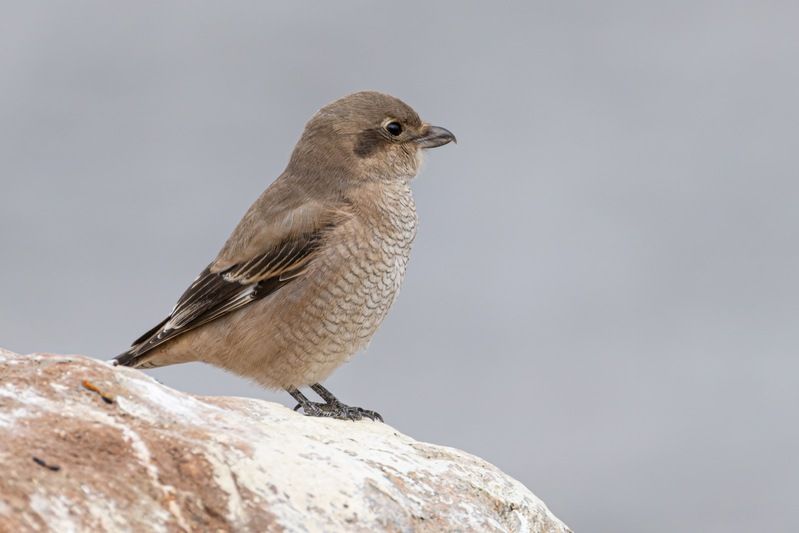 северный сорокопут, сорокопут, птицы, алтай Северный сорокопутphoto preview