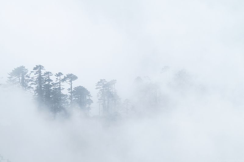 Bhutan cloudforestphoto preview