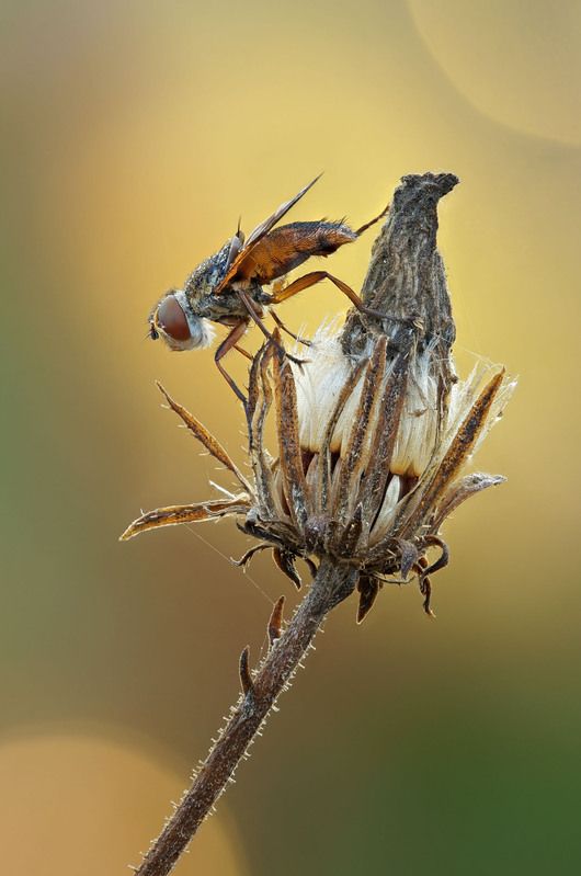 Мухаphoto preview