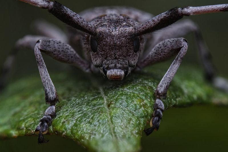 (Acanthocinus aedilis)photo preview